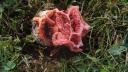 clathre rouge